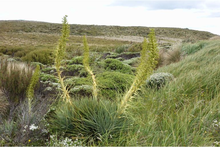 Aciphylla scott-thomsonii -18268