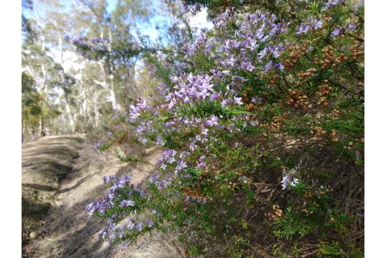 Veronica formosa -18272