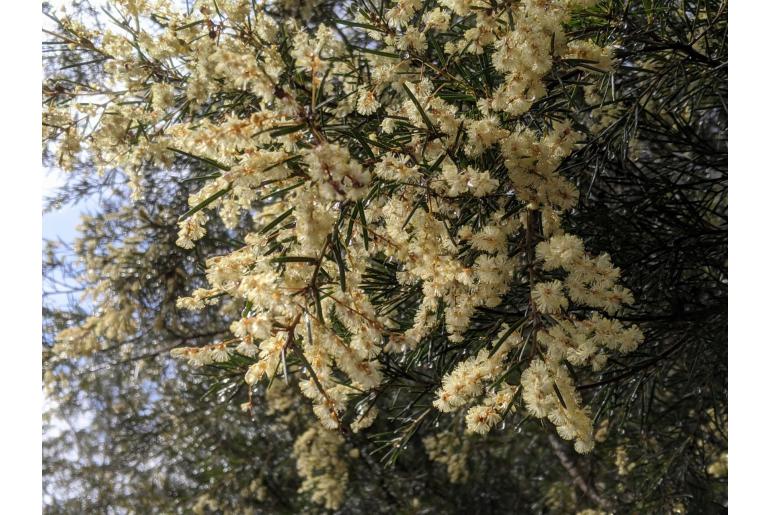 Acacia derwentiana -18273