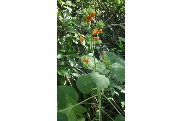 Abutilon auritum -18276