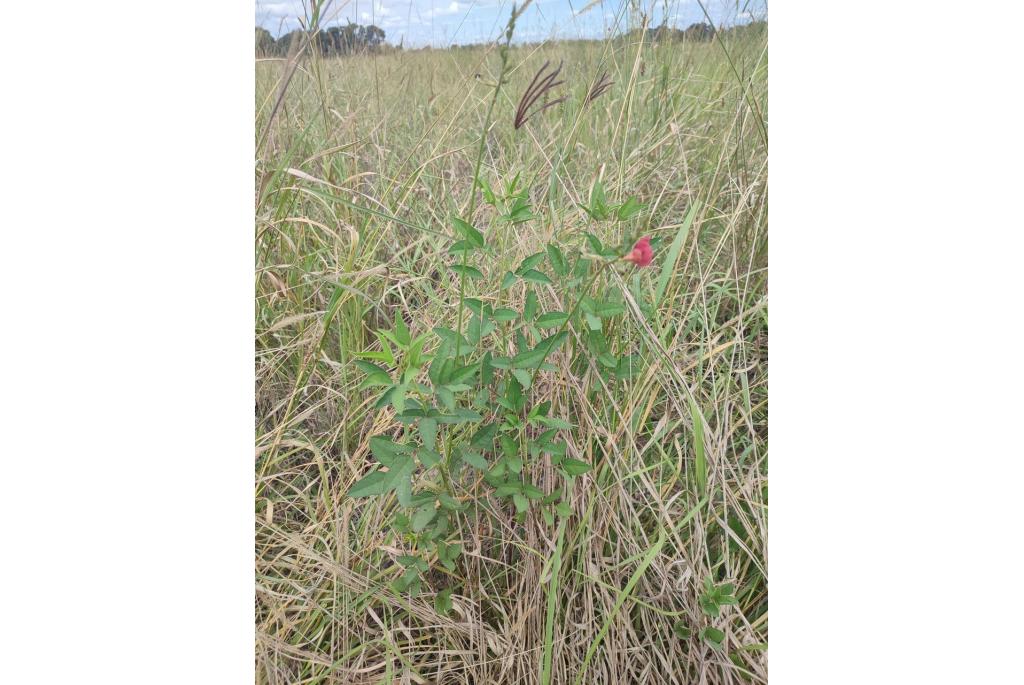 Lathyrus-achtige macroptilium