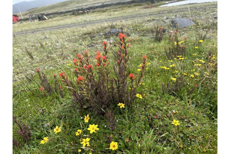 Castilleja fissifolia -18327