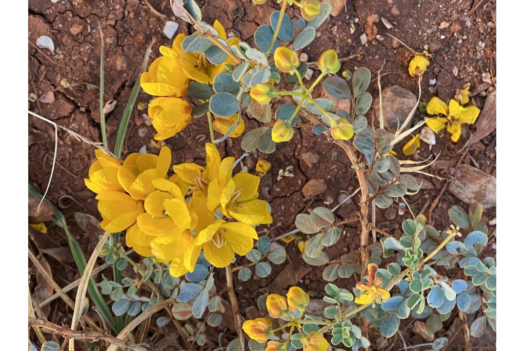 Hamersley Range cassia