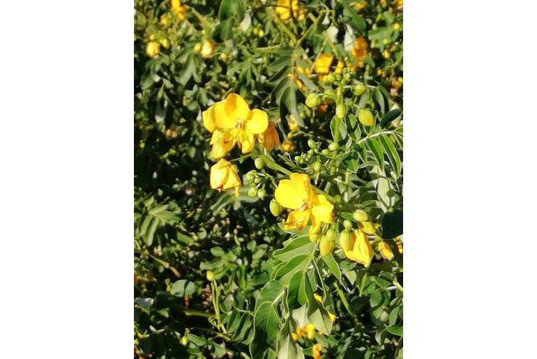 Senna x floribunda -18337