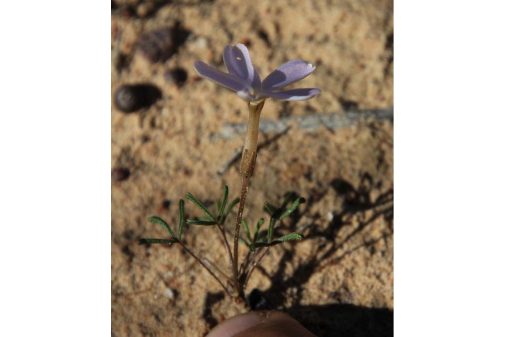 Phlox bloeiende oxalis