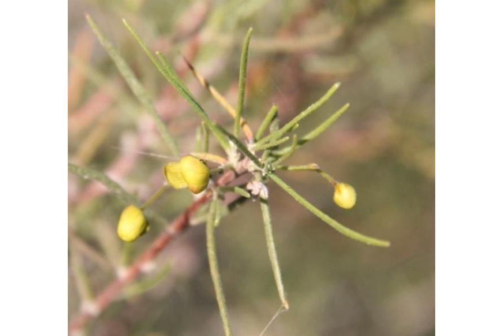 Afgeronde cassia