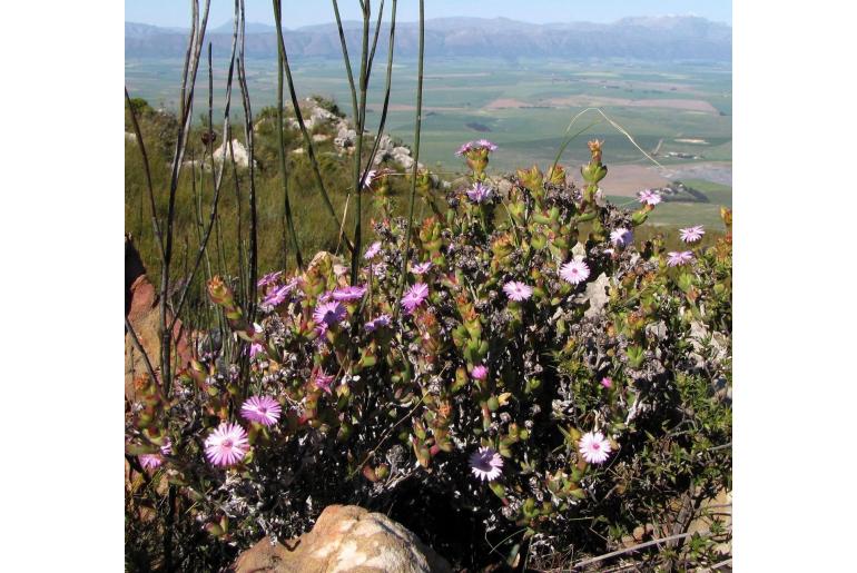 Lampranthus profundus -18343