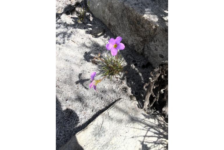 Oxalis polyphylla var pentaphylla -18348