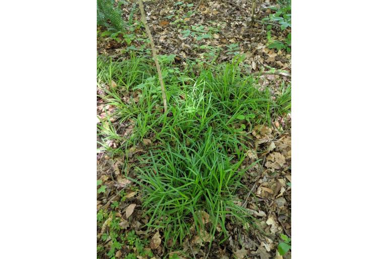 Carex hirtifolia -18360