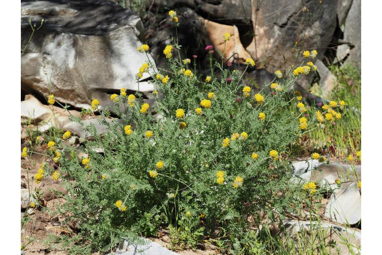 Anthyllis polycephala -18362