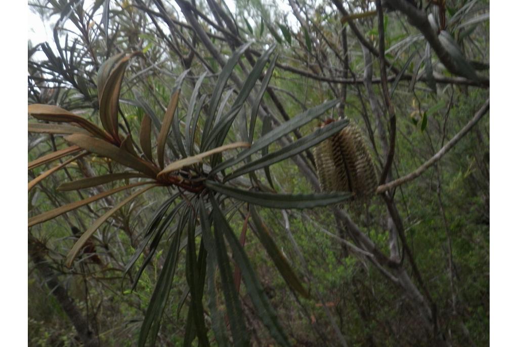 Banksia met schuine vruchten