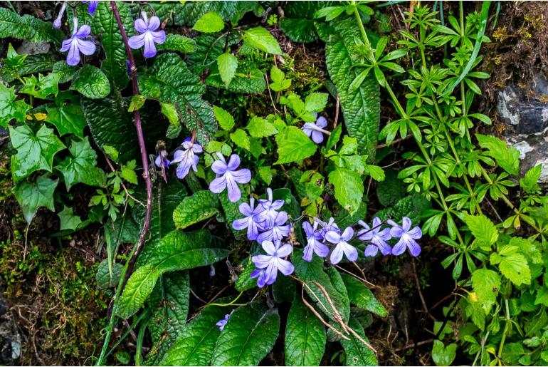 Streptocarpus johannis -18377