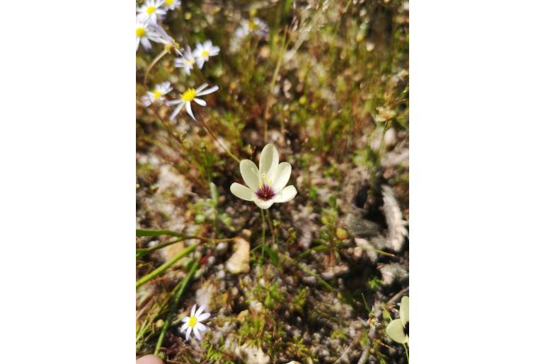 Geissorhiza purpureolutea -18395