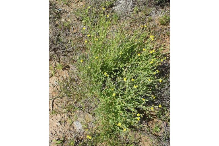 Osteospermum muricatum -18400