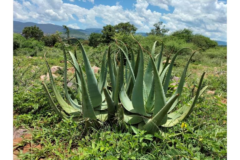 Aloe globuligemma -18406