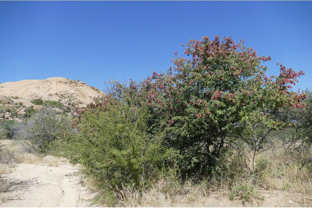 Prunus-achtige terminalia