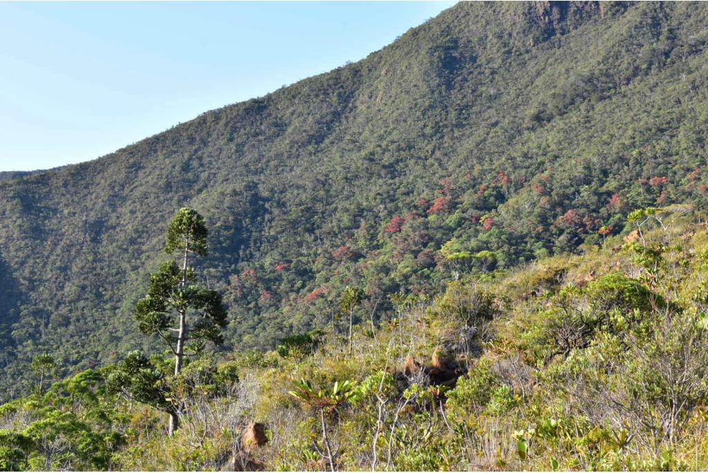 Berg kauri