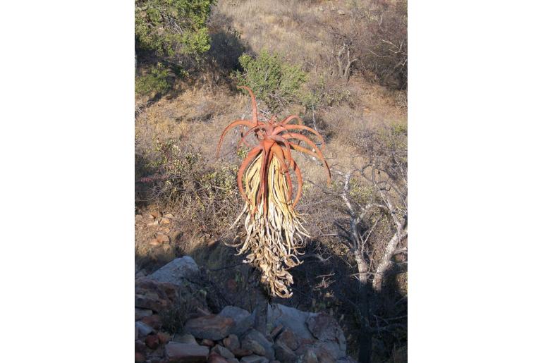 Aloe excelsa -18476