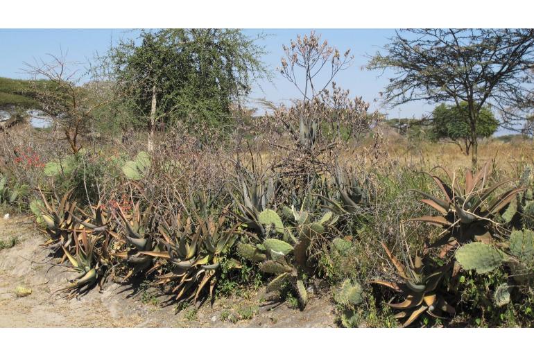 Aloe gilbertii -18499