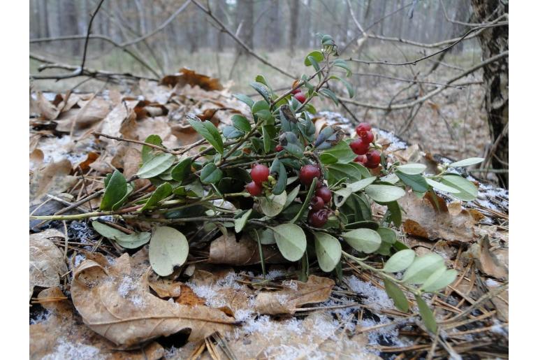 Vaccinium vitis-idaea -18532