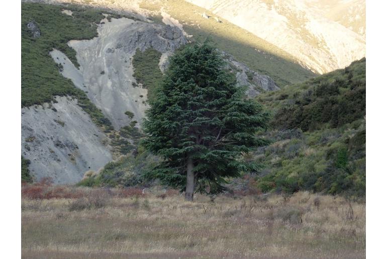 Nothofagus cliffortioides -18544