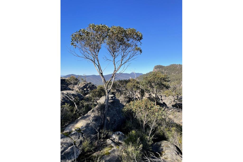 Grampians Eucalyptus