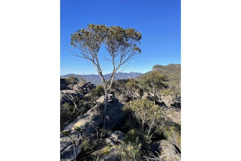 Eucalyptus serraensis -18545