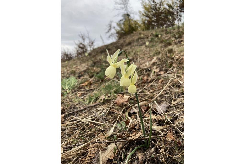 Hoepelroknarcis