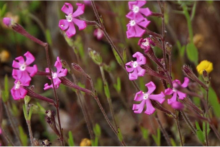 Silene scabriflora ssp scabriflora -18558