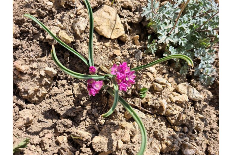 Allium oreophilum -18561