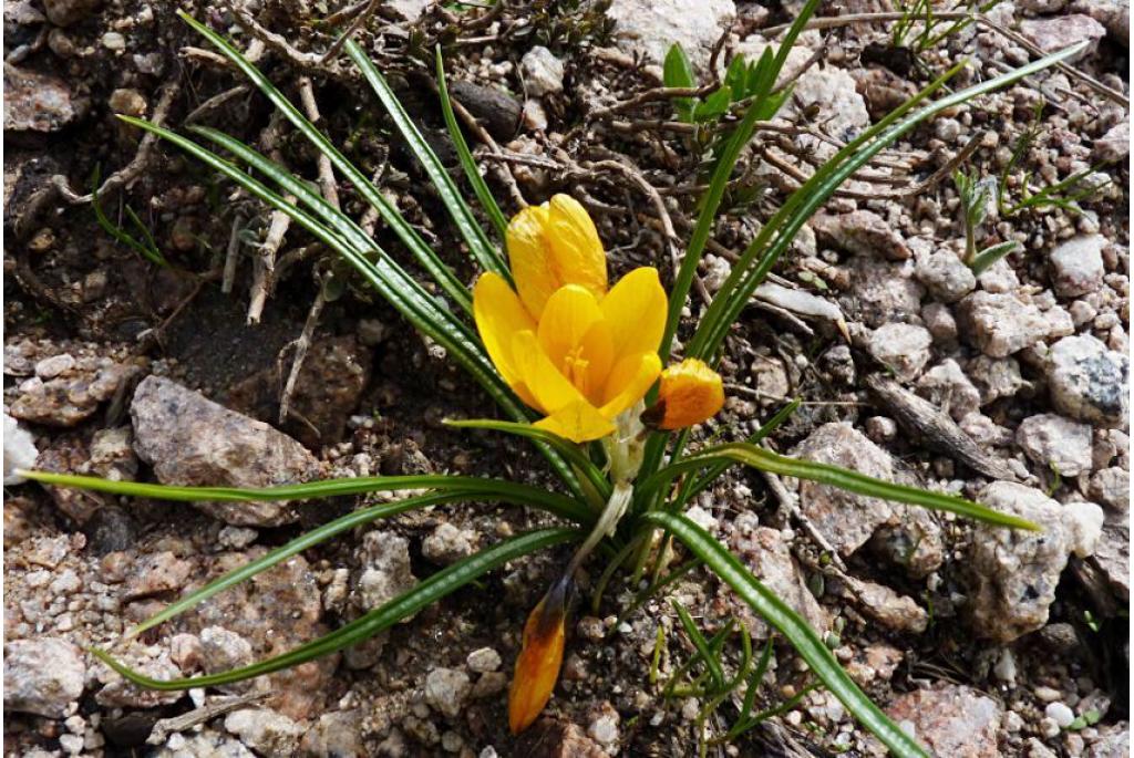 Stinkende gouwe krokus