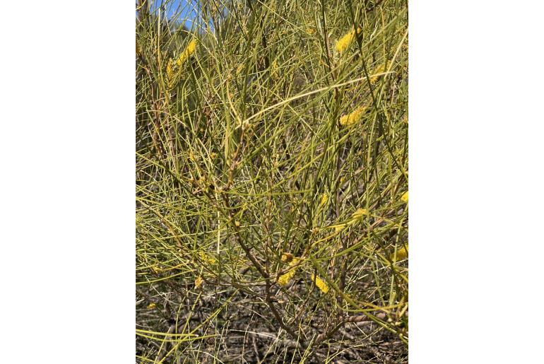 Acacia acuminata 'Narrow leaf' -18570