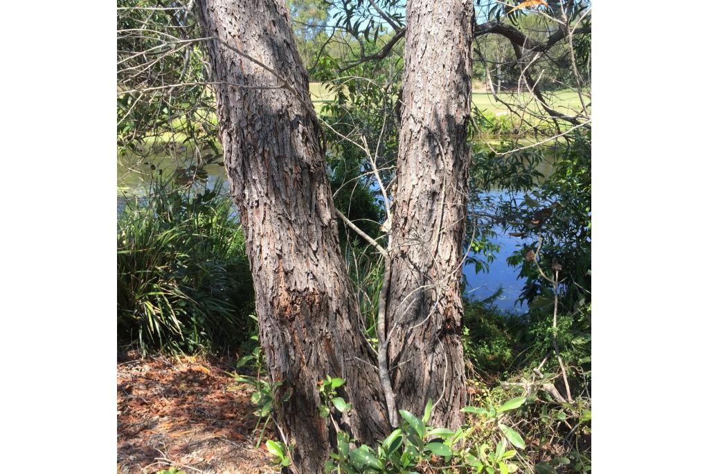 Daintree acacia