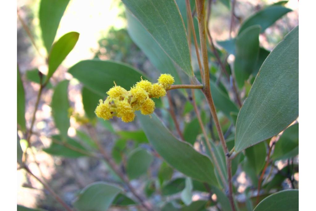 Grootbloem acacia