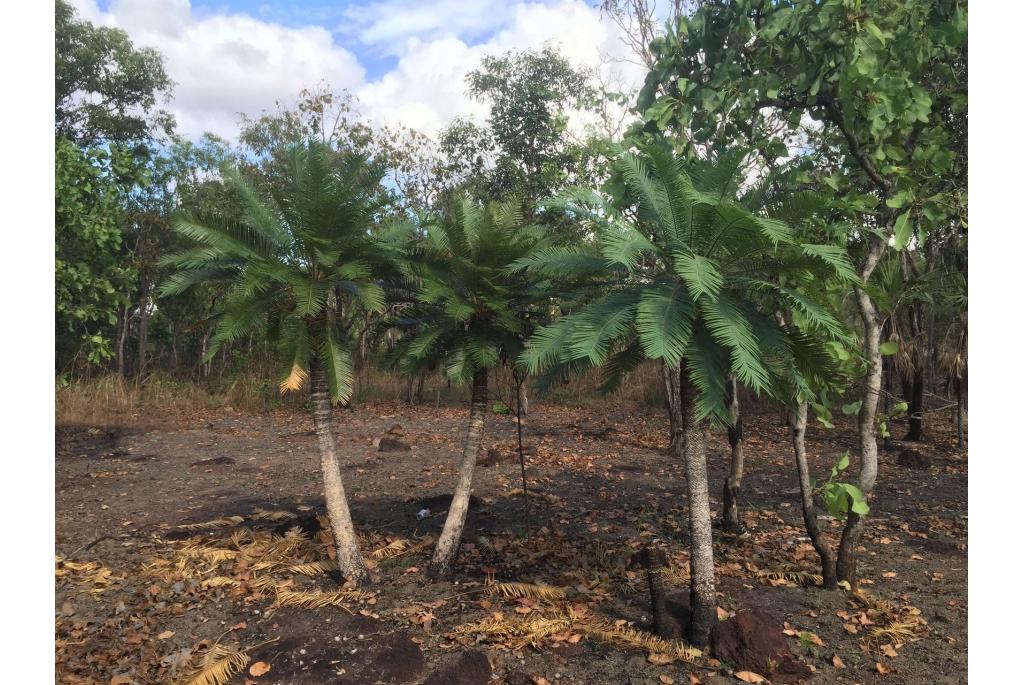 Armstrong's Cycas