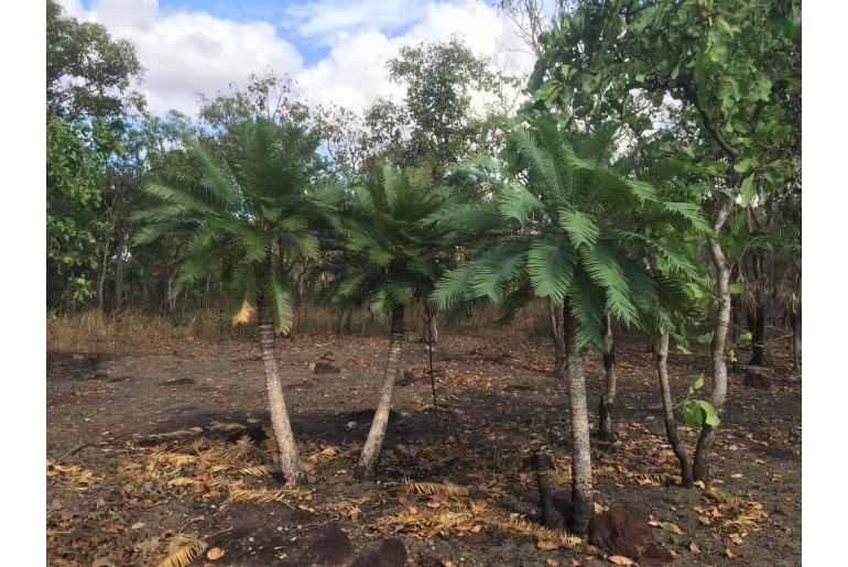 Cycas armstrongii -18584