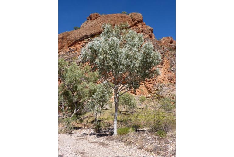 Corymbia collina -18593