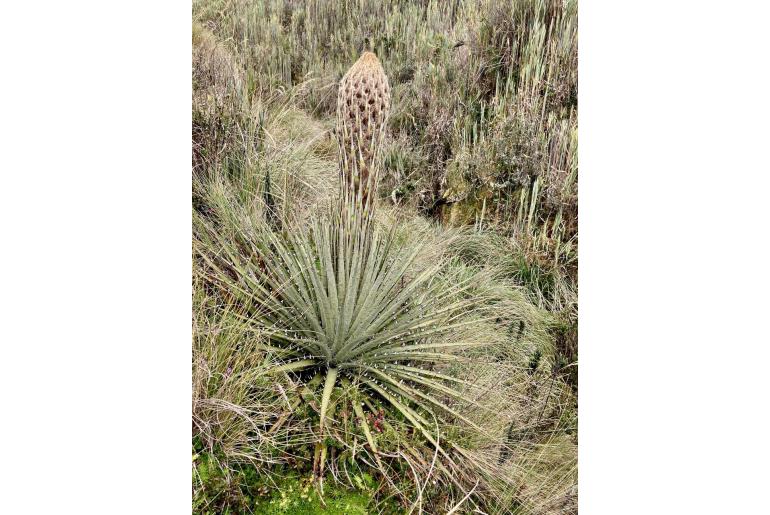 Puya clava-herculis -18599