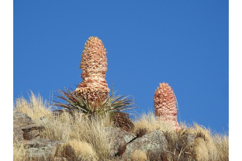 Puya weberiana -18600