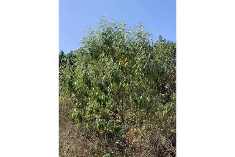 Buddleja asiatica -18613