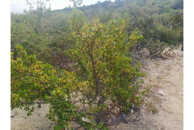 Bursera epinnata -18614