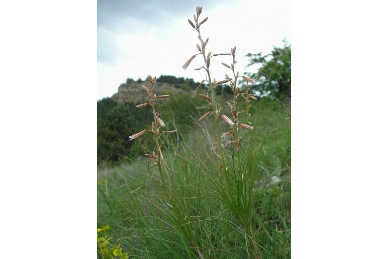 Asphodeline tenuior ssp tenuiflora -18619