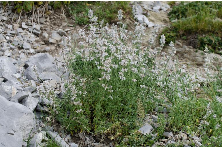 Nepeta nepetella -18623