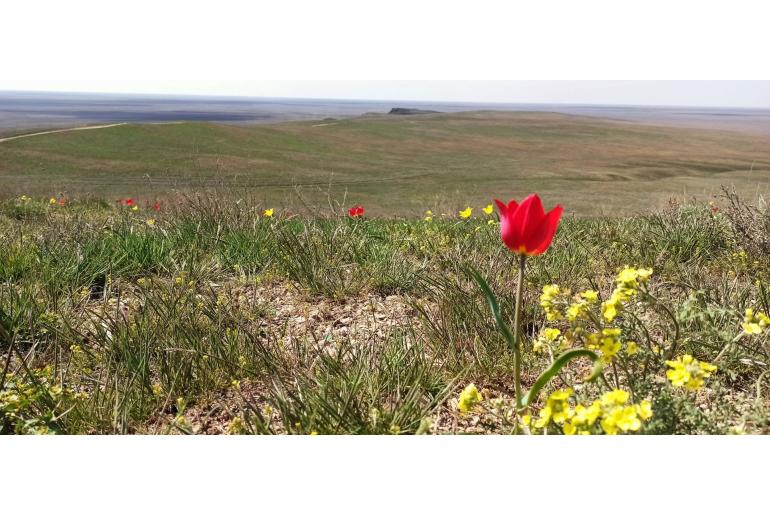 Tulipa suaveolens -18631