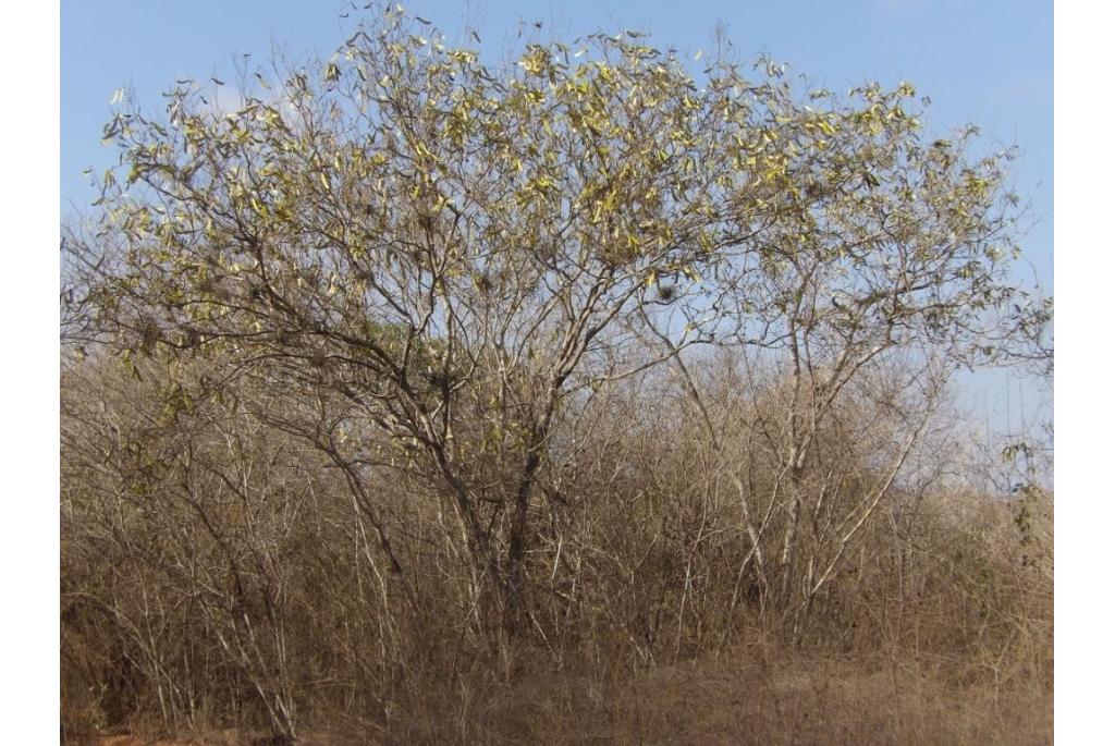 Cenostigma met wollige stekel