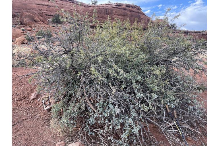 Berberis trifolia -18650