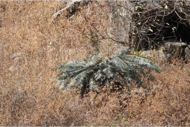 Cycas pectinata -18654