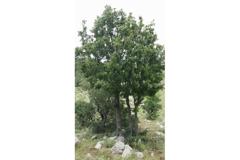 Quercus look -18671