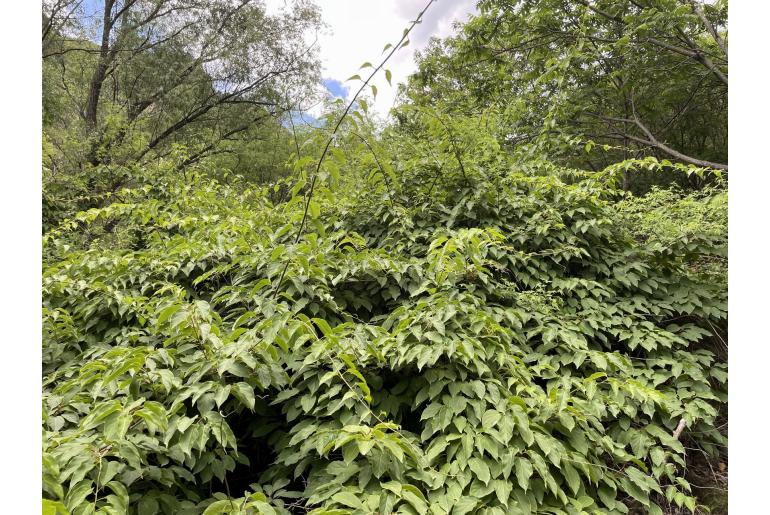 Actinidia arguta -18679