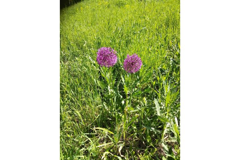 Allium rosenbachianum -18680